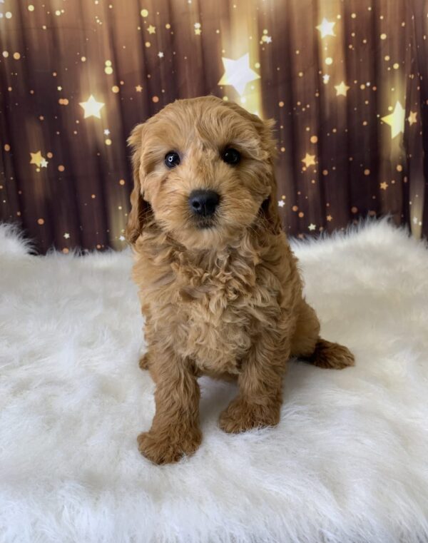 lori-600x761 Lori (Female) Labradoodle, Mini $1899.99