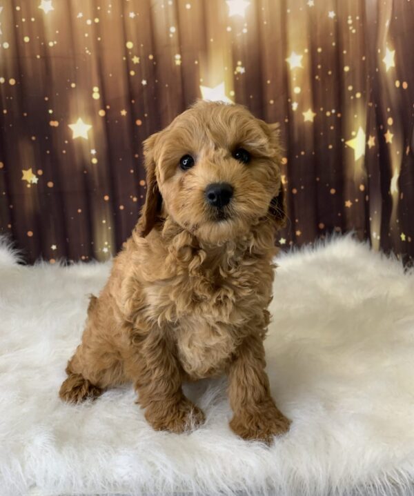 lori1-600x719 Lori (Female) Labradoodle, Mini $1899.99