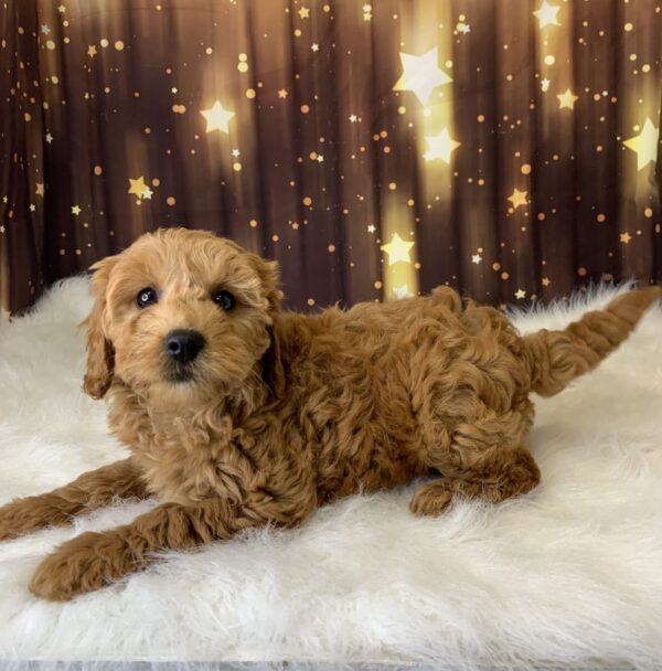 lori2-600x608 Lori (Female) Labradoodle, Mini $1899.99