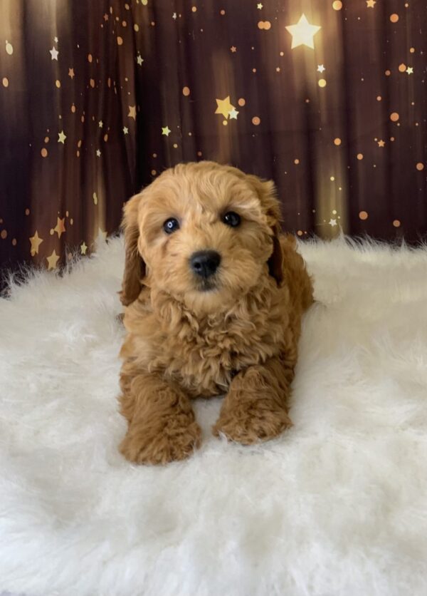 lori3-600x836 Lori (Female) Labradoodle, Mini $1899.99
