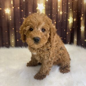 lyle-300x300 Lyle (Male) Labradoodle, Mini $1899.99