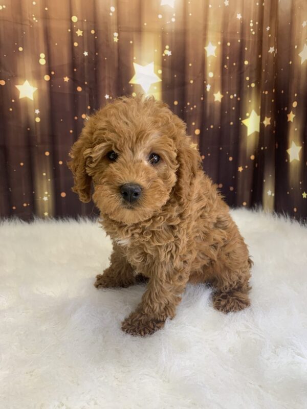 lyle-600x800 Lyle (Male) Labradoodle, Mini $1899.99