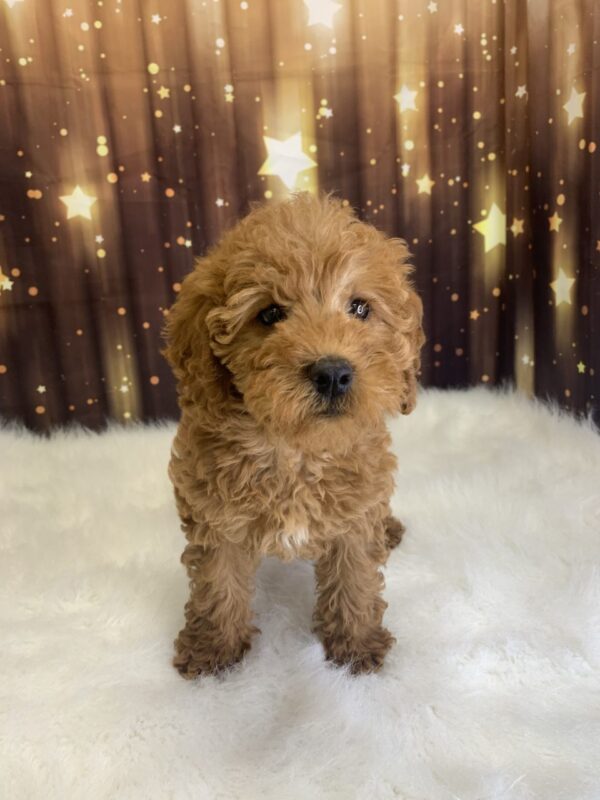 lyle1-600x800 Lyle (Male) Labradoodle, Mini $1899.99