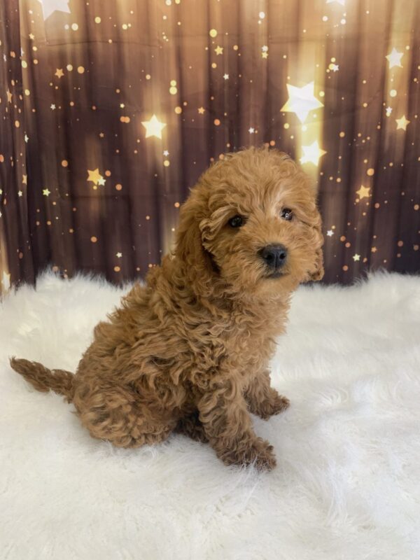 lyle2-600x800 Lyle (Male) Labradoodle, Mini $1899.99
