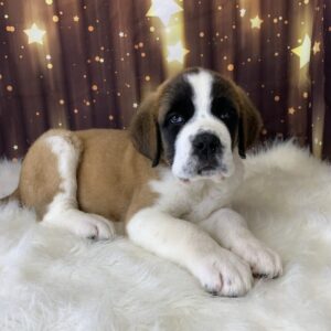 stanley-300x300 Stanley (Male) Saint Bernard $1999.99 (Found Loving Home)