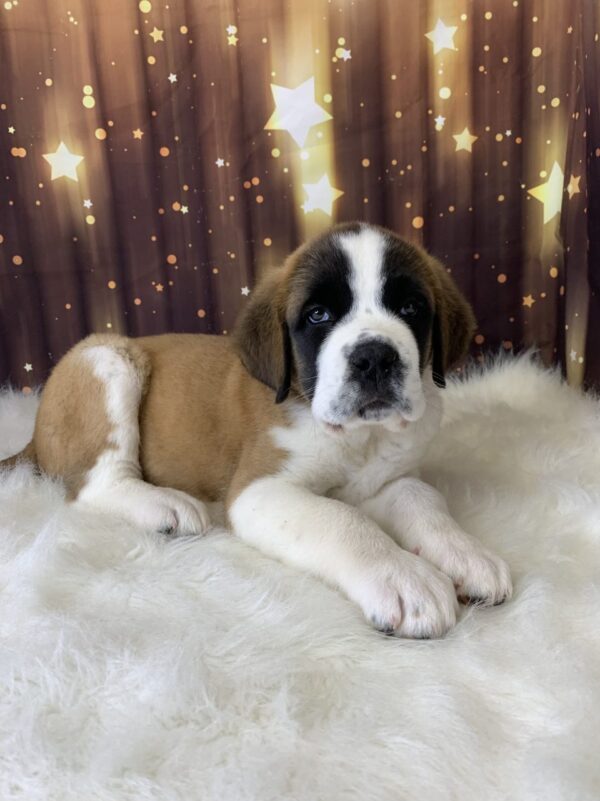 stanley-600x801 Stanley (Male) Saint Bernard $1999.99 (Found Loving Home)