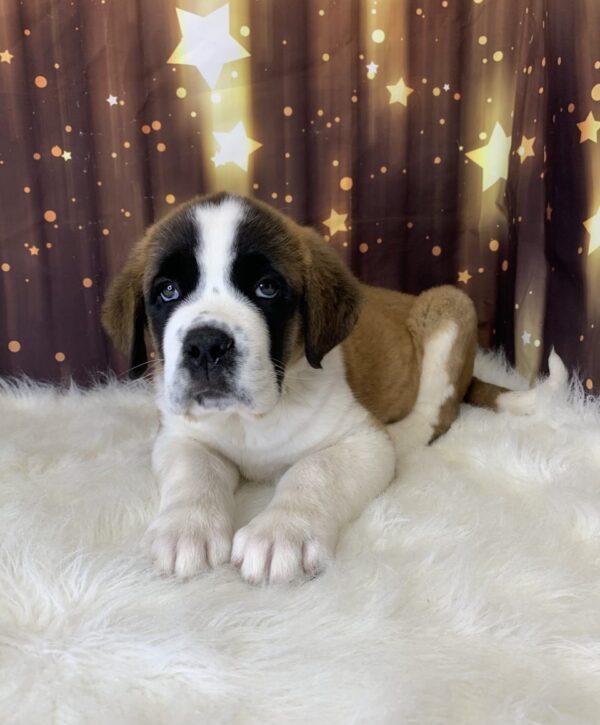stanley1-600x725 Stanley (Male) Saint Bernard $1999.99 (Found Loving Home)