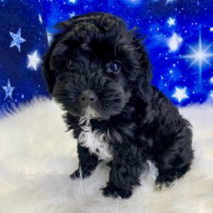 yanni-300x300 Yanni (Male) Yorkiepoo $1899.99 (Found Loving Home)