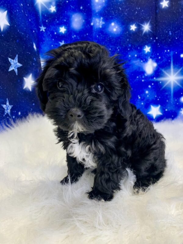 yanni-600x800 Yanni (Male) Yorkiepoo $1899.99 (Found Loving Home)