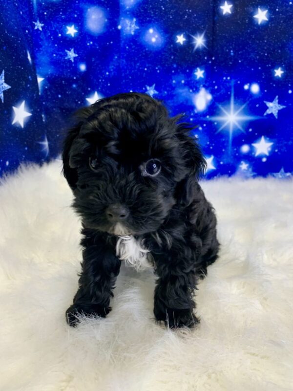 yanni1-600x800 Yanni (Male) Yorkiepoo $1899.99 (Found Loving Home)