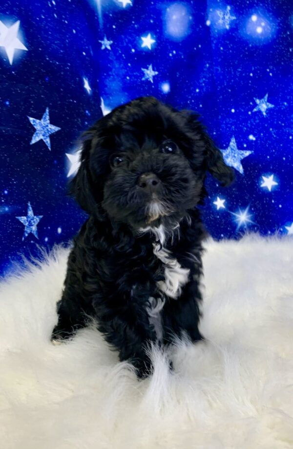 yanni2-600x918 Yanni (Male) Yorkiepoo $1899.99 (Found Loving Home)