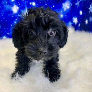 yoshi-300x300 Yoshi (Male) Yorkiepoo $1899.99