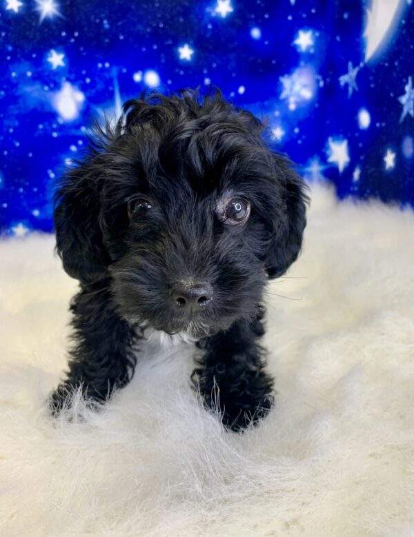 yoshi-600x779 Yoshi (Male) Yorkiepoo $1899.99