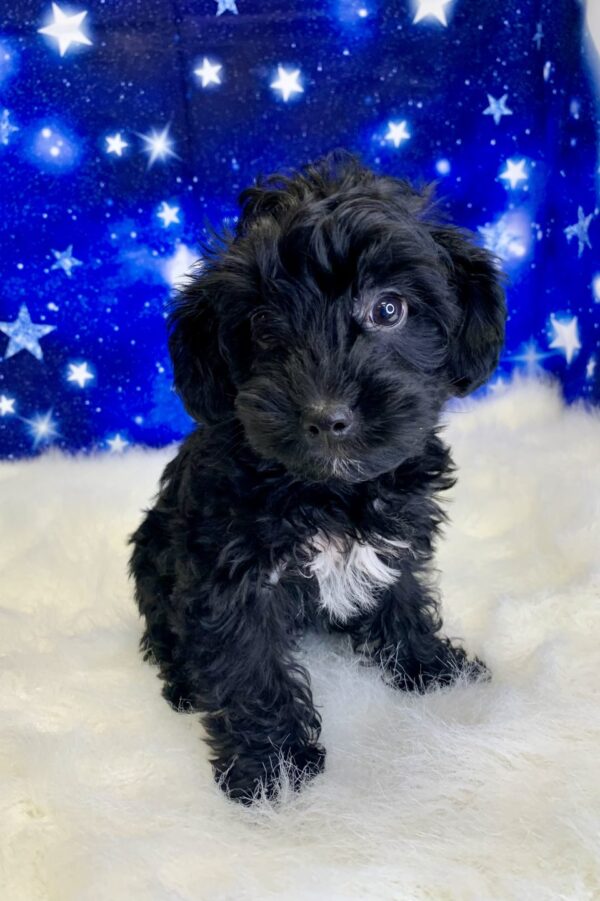 yoshi1-600x901 Yoshi (Male) Yorkiepoo $1899.99