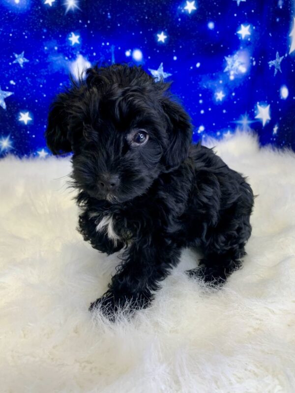 yoshi2-600x800 Yoshi (Male) Yorkiepoo $1899.99