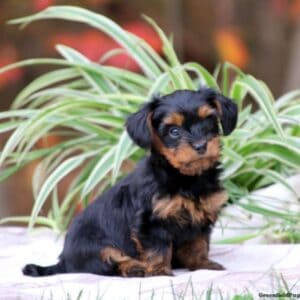 Doxiepoo