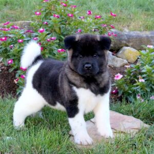 Akita