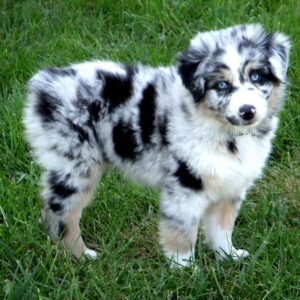 Australian Shepherd, Mini