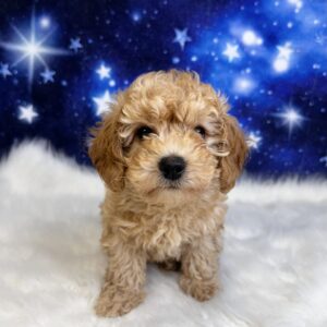 baily-300x300 Bailey (Female) Bichapoo