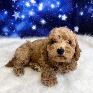 beckett-300x300 Beckett (Male) Bichapoo