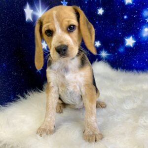 bella-300x300 Bella (Female) Beagle