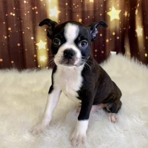 bernie1-300x300 Bernie (Male#3) Boston Terrier
