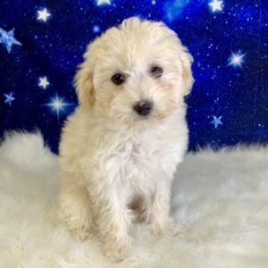 betty-300x300 Betty (Female) Bichon Frise