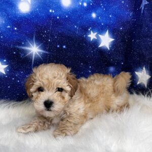 billy-300x300 Billy (Male) Bichapoo