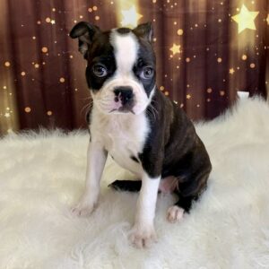 bonnie-300x300 Bonnie (Female#3) Boston Terrier