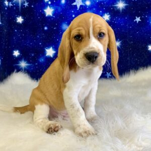 bono-300x300 Bono (Male) Beagle