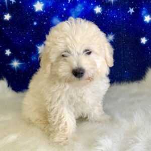 brody-300x300 Brody (Male) Bichon Frise