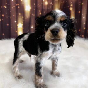 calvin-300x300 Calvin (Male) Cocker Spaniel