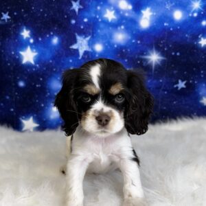 camilla-300x300 Camila (Female) Cocker Spaniel