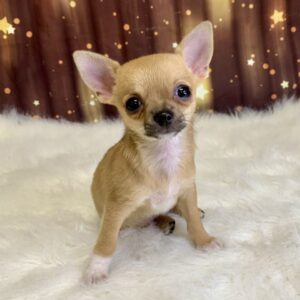 catalina-300x300 Catalina (Female) Chihuahua