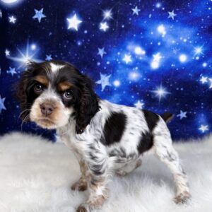 celeste-300x300 Celeste (Female) Cocker Spaniel