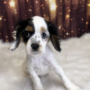charlene-300x300 Charlene (Female) Cocker Spaniel