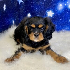 charlie-300x300 Charlie (Male#4) Cavalier King Charles Spaniel