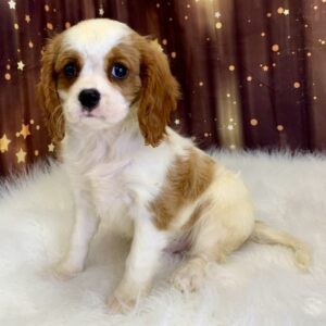 clark-300x300 Clark (Male#3) Cavalier King Charles Spaniel