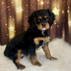 clay-300x300 Clay (Male#4) Cavalier King Charles Spaniel