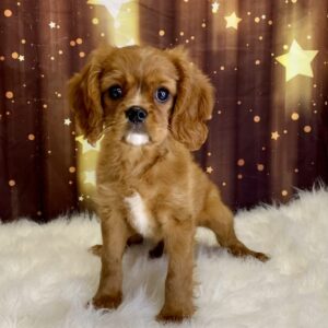 cruz-300x300 Cruz (Male#4) Cavalier King Charles Spaniel