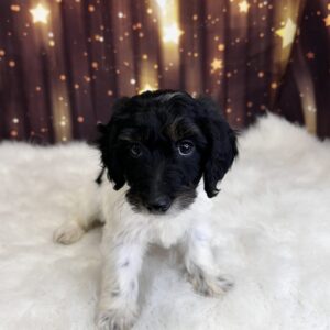 daisy-300x300 Daisy (Female) Doxiepoo