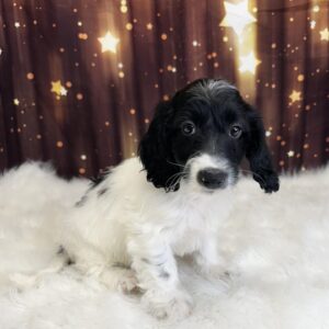 duke-300x300 Duke (Male) Doxiepoo