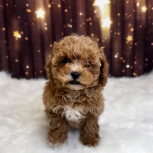 ebastian-300x300 Sebastian (Male#1) Shihpoo