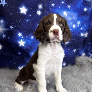 enzo-300x300 Enzo (Male) English Springer Spaniel