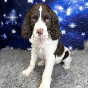 eric-300x300 Eric (Male) English Springer Spaniel