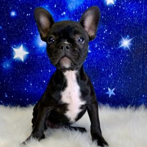 fallon-300x300 Fallon (Female#2) Frenchton *Hybrid