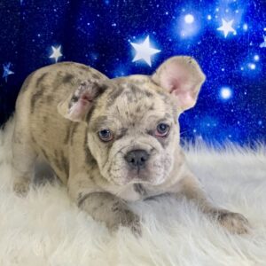 farrah-300x300 Farrah (Female#1) French Bulldog