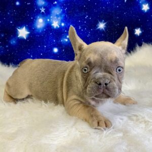 fiona-300x300 Fiona (Female#2) French Bulldog