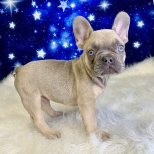 fonz-300x300 Fonz (Male#2) French Bulldog