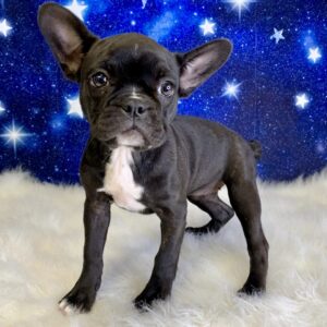 fran-300x300 Fran (Female#2) Frenchton *Hybrid
